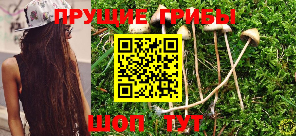 Галлюциногенные грибы Psilocybe Хабаровск